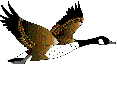 Ördek